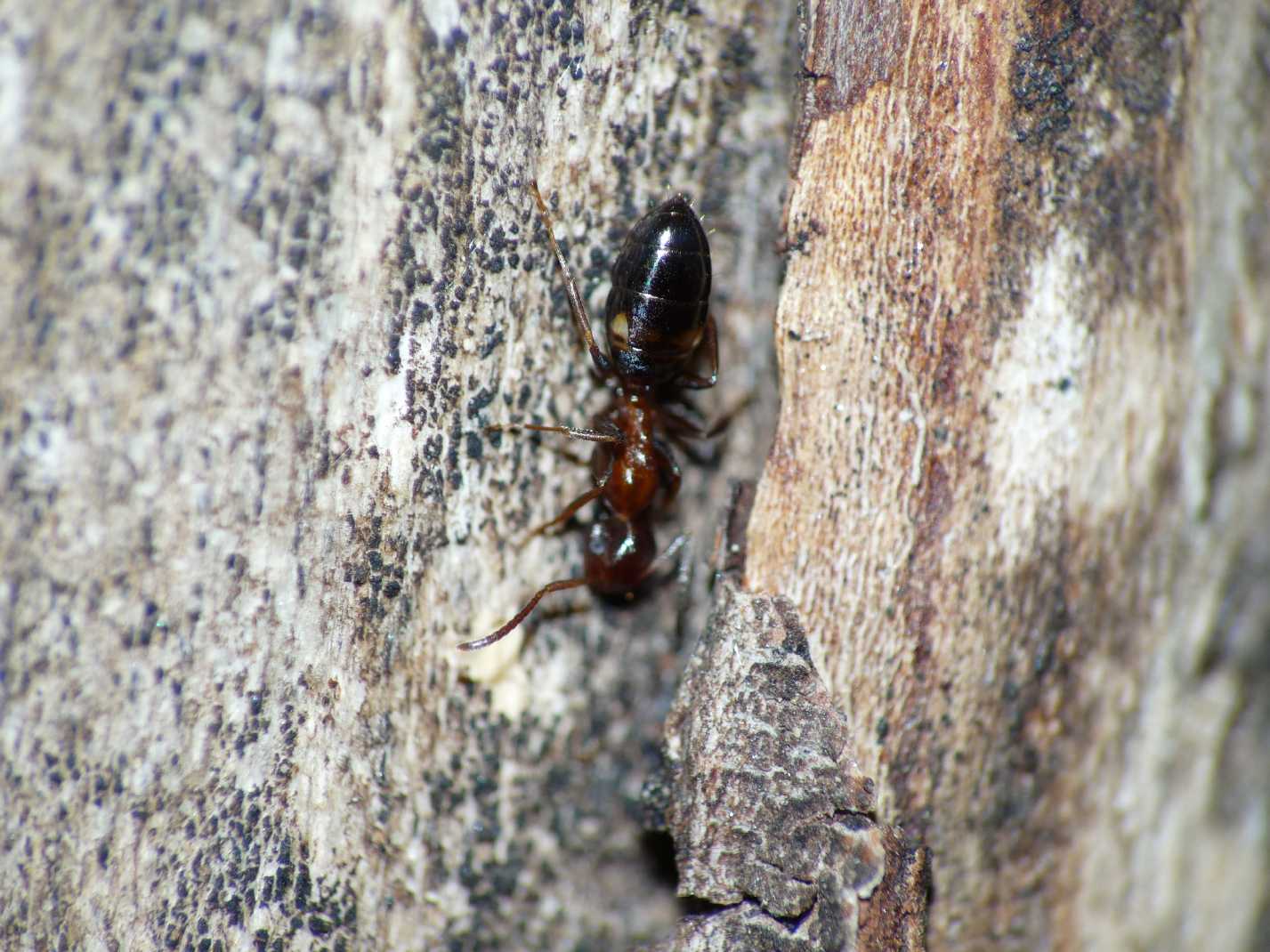 Camponotus truncatus (Formicidae)